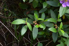 Melastoma malabathricum